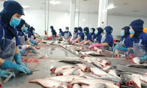 NHẬN ĐỊNH THỊ TRƯỜNG XUẤT NHẬP KHẨU THỦY SẢN CỦA VIỆT NAM GIAI ĐOẠN CUỐI NĂM 2023