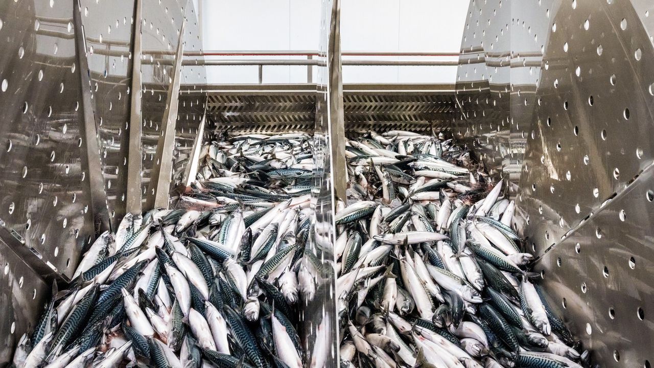 CÁ SABA (SCOMBER SCOMBRUS)