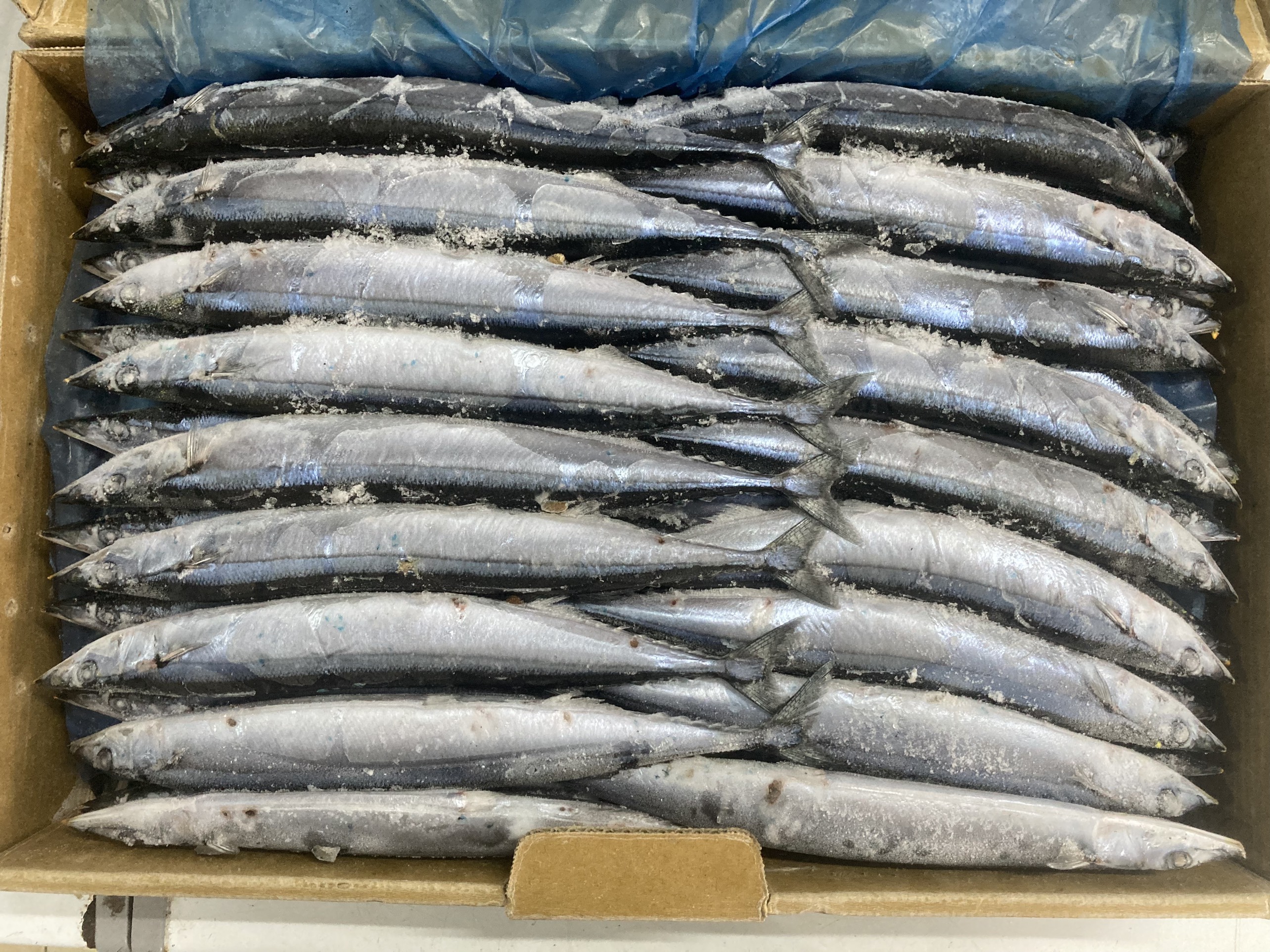 Cá Thu Đao (Cá Thu Nhật, Cá Kìm)