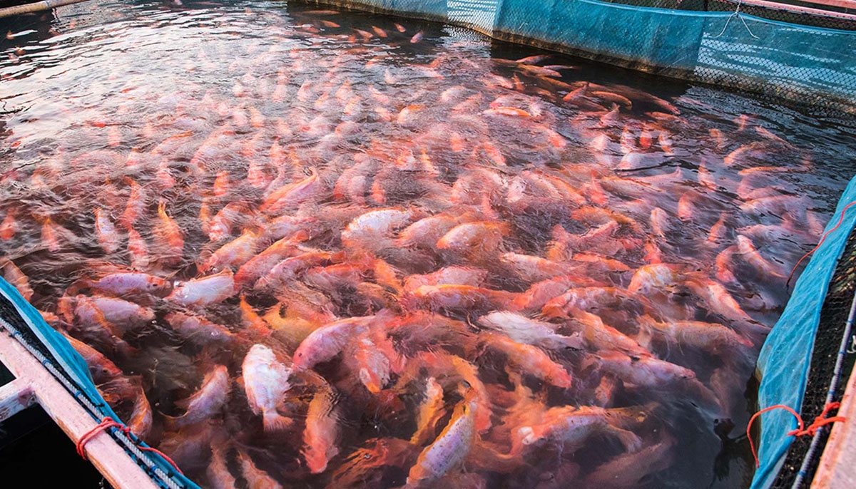 CÁ ĐIÊU HỒNG - MỎ VÀNG TRONG THỊ TRƯỜNG THỦY SẢN VIỆT NAM 